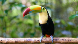 Belize Zoo Tour - Flat Rate of 390$ Required for 1 to 2 Guests and additional 195$ for each extra Guest.