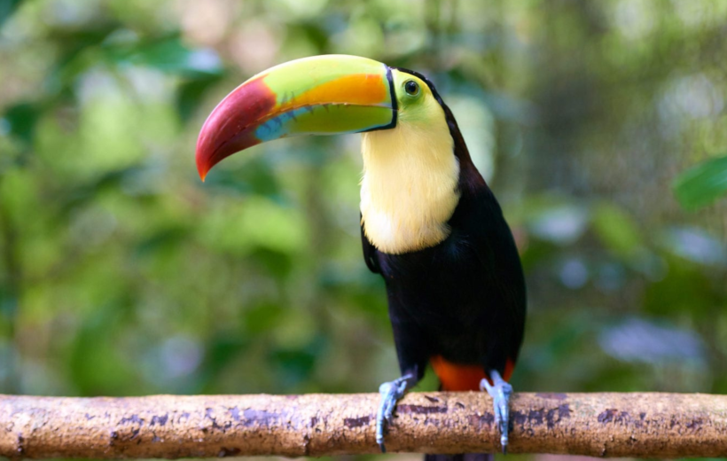 Belize Zoo Tour - Flat Rate of 390$ Required for 1 to 2 Guests and additional 195$ for each extra Guest.